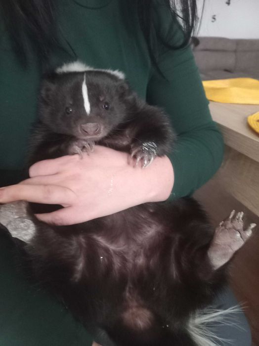 Sprzedam samice skunksa