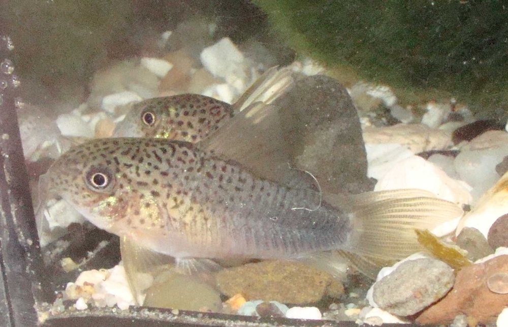 Kirys kirysek szmaragdowo-ogonowy corydoras similis
