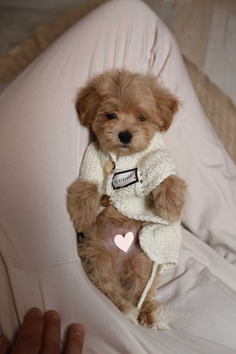 Мини мальчик мальтипу F1 •Mini maltipoo/teacup•