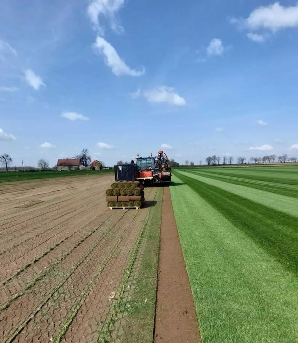 Trawa z rolki, trawnik w rolkach - Producent