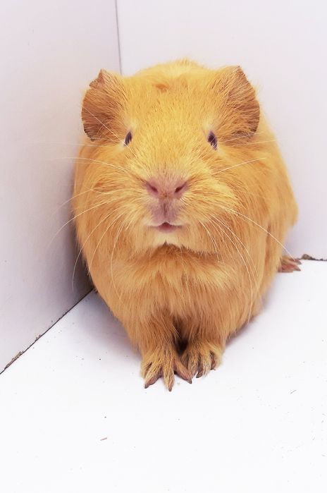 Морские свинки,клетки,корма,аксессуары