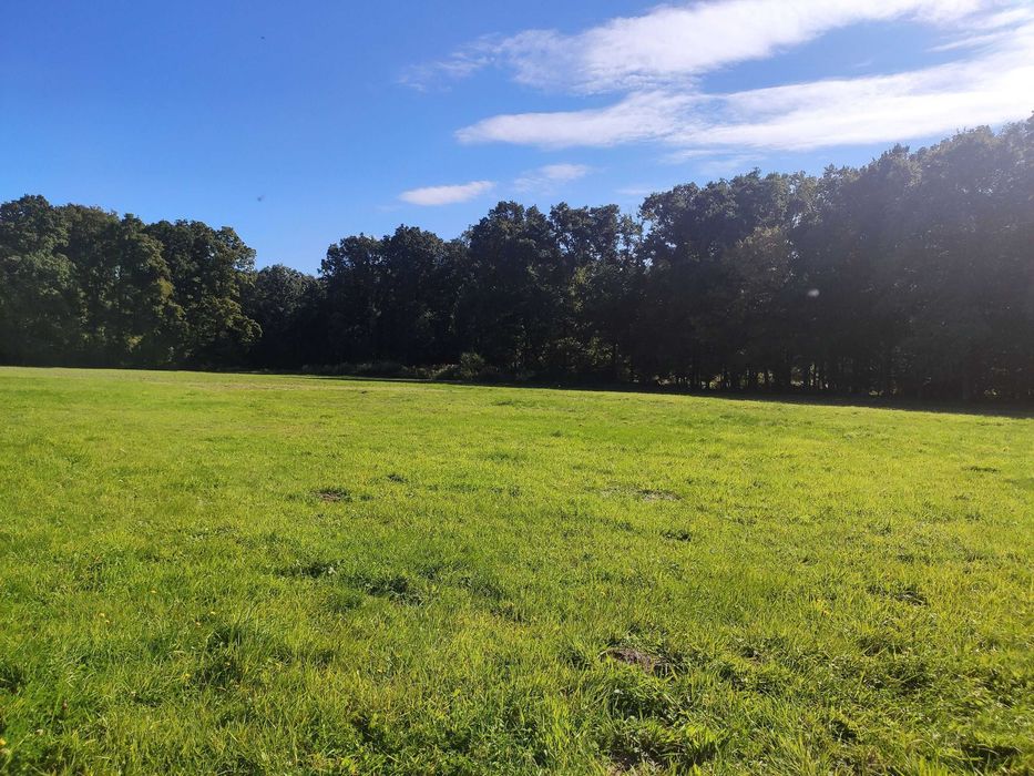 Działka budowlana pod lasem Godzięcin