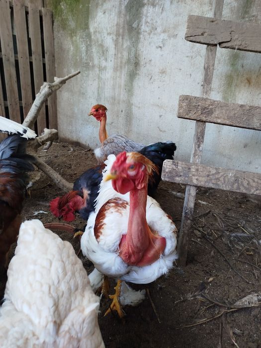 Vendo  galos do campo