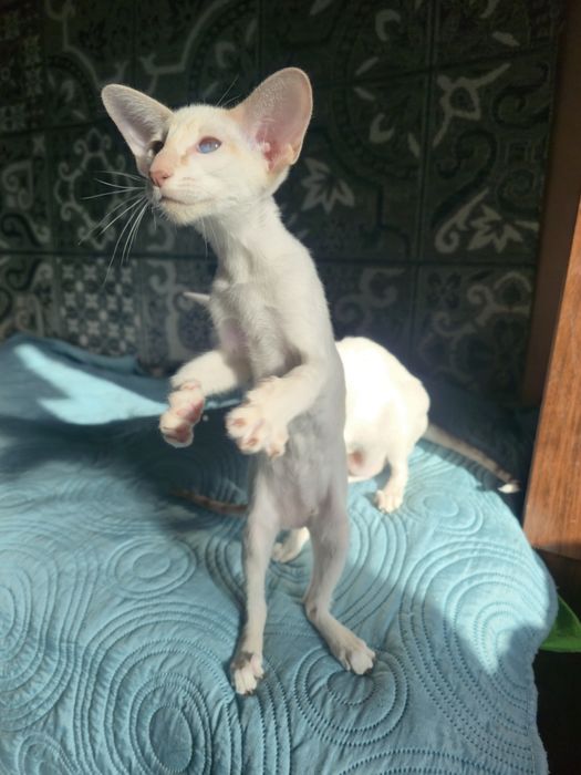 Сіамоорієнтальна дівчинка