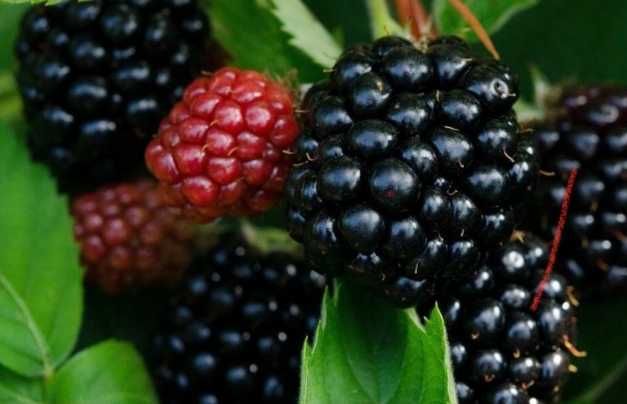 Sadzonki  jeżyn czarne