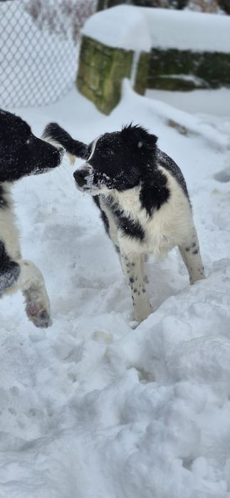 Sprzedam suczkę Border collie