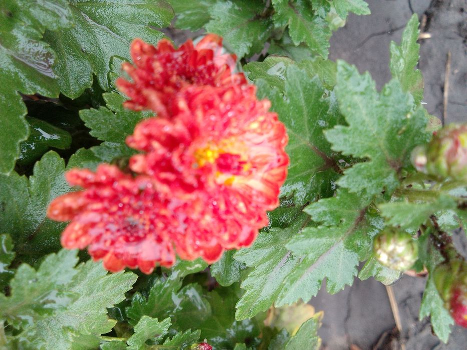 Садовые цветы хризантемы мультифлора, безвременник, лаванда, годжи и д