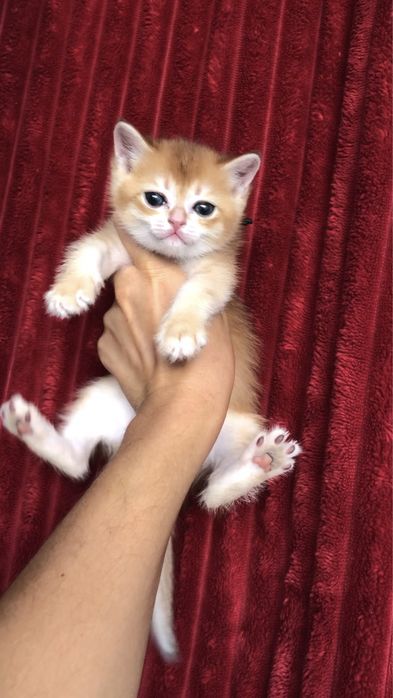 Котики золота шиншила хлопчик Київ