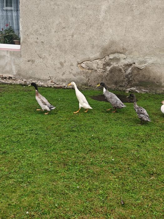 Kaczki indyjski biegusy