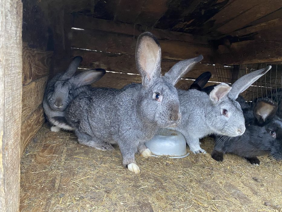 Продам кролів на мʼясо або для подальшого утримання