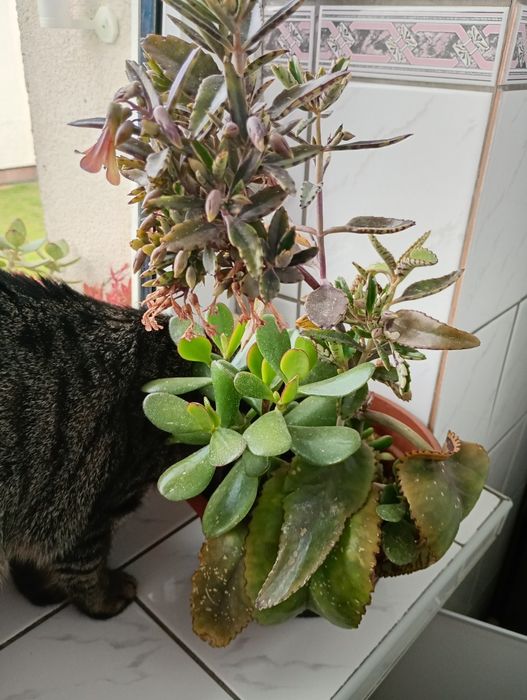Grubosz, żyworódka, Crassula ovata, sukulenty, Gollum, Campfire