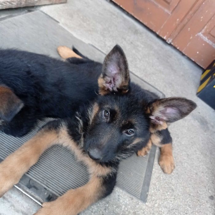 Цуценята німецької вівчарки