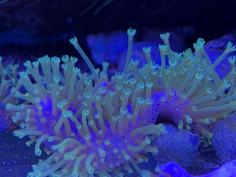 Sarcophyton - green fluo