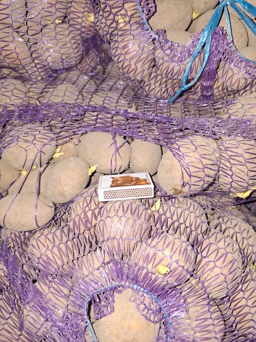 Продам картофель оптом, Полтавская обл.