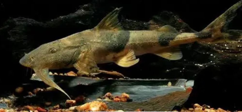 TABU Bagarius yarelli sum 12/15cm