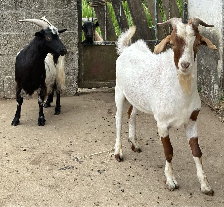Cabra possivelmente prenha e Chivo boer com 10 meses de idade