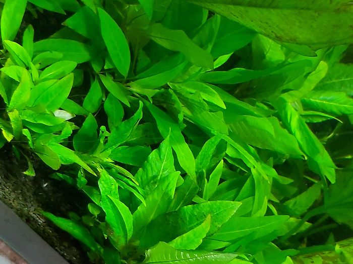 Hygrophila Corymbosa Mini