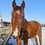 Kubuś koń towarzysz do darmowej adopcji