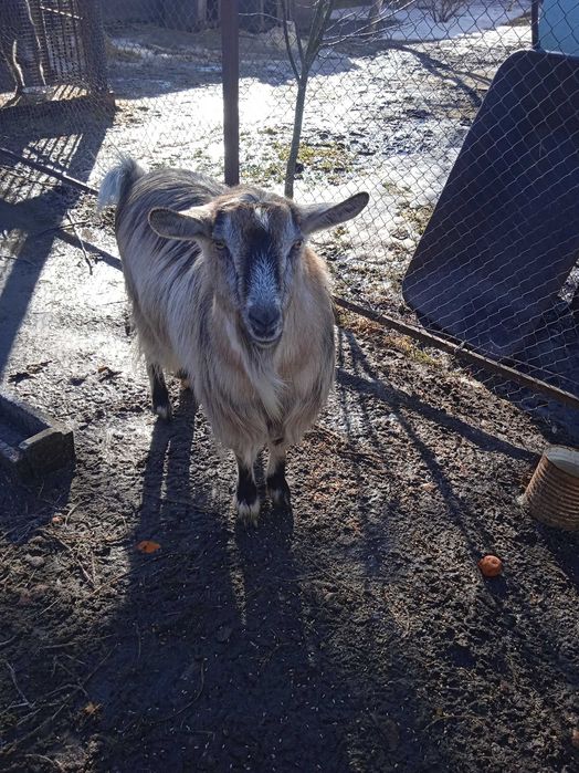 Продаю молоду козу