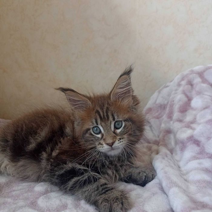 Мейн Кун котенок с родословной