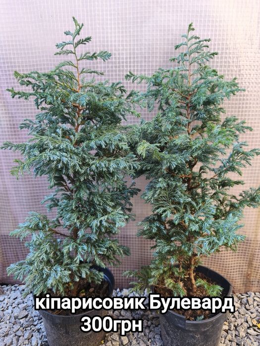 Хвойні рослини з гарною кореневою системою