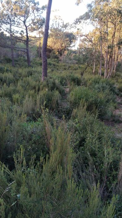 10 min da Praia do Salgado - Famalicão / Nazaré (Agricola) 7293m2