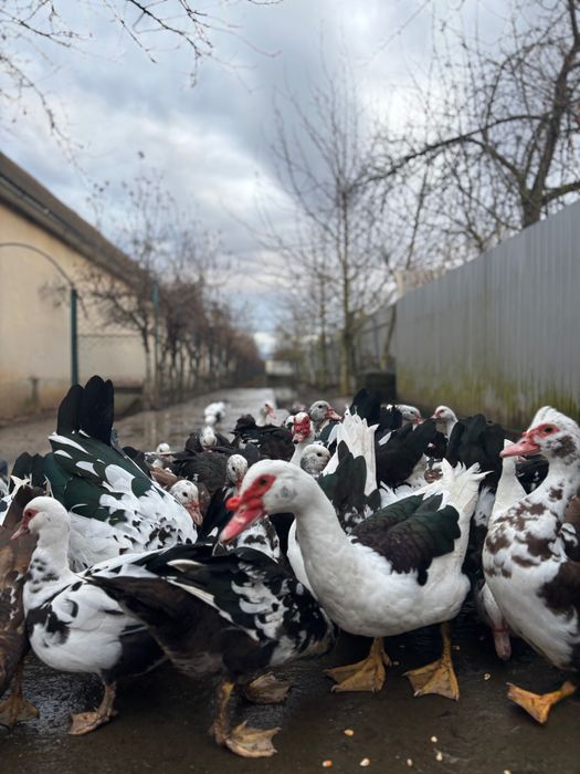 Індокачки важкої німецької лінії