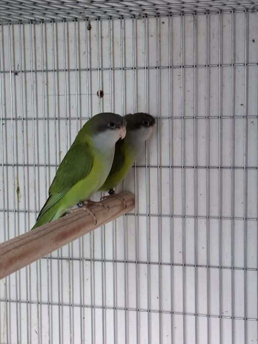 Casal Periquitos aymaras