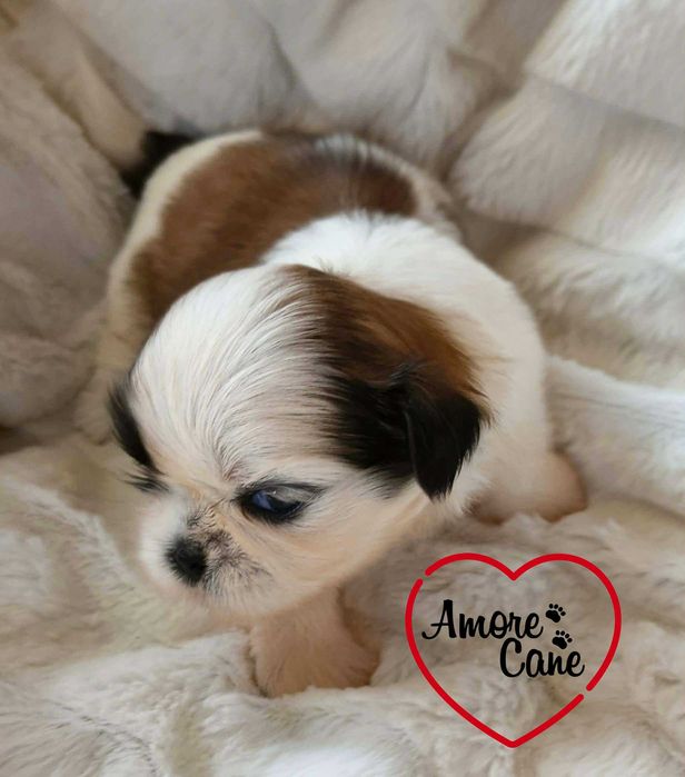 Śliczny piesek shih tzu-JACK.