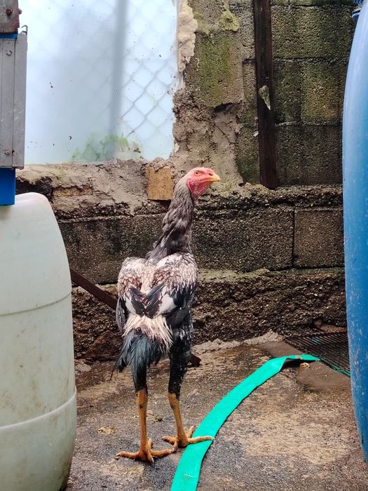 Galinhas Índio Gigante