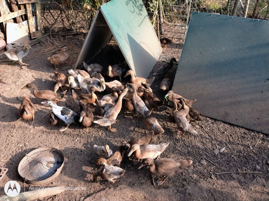 Patos corredores e patos real