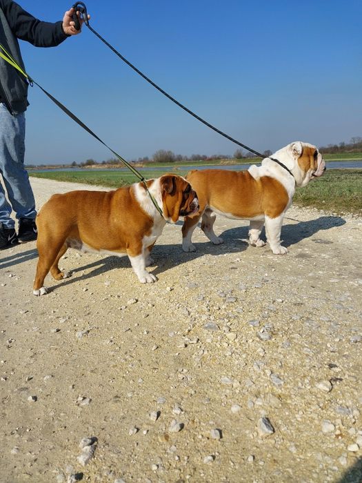 Buldog Angielski para