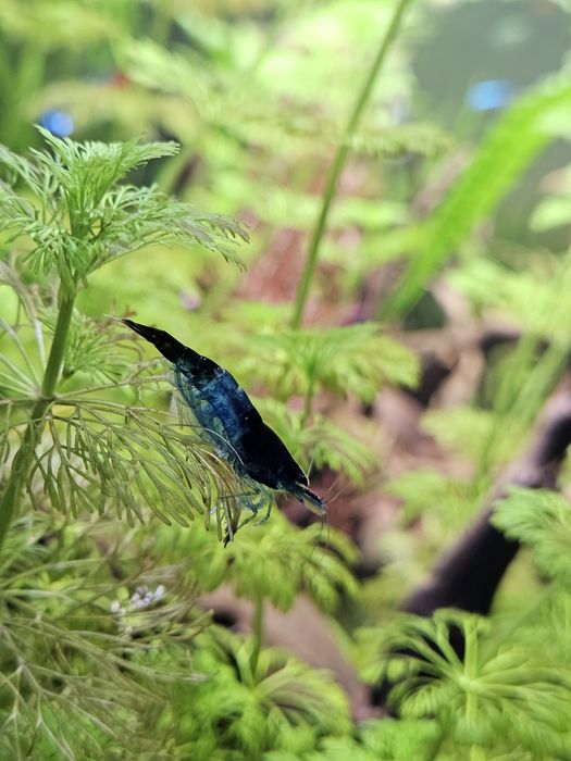 Krewetki neocaridina velvet Blue