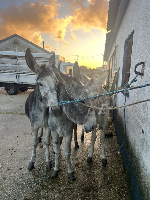 Burras mansas e ptenhas