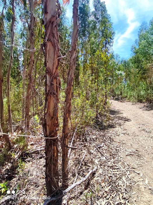 Terreno rústico com 4000 M2 Proença a Nova