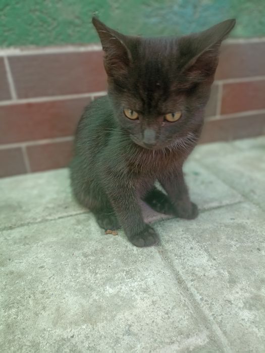 Віддам  милих кошенят