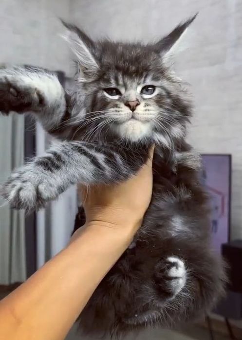 Роскошные котята Мейнкун