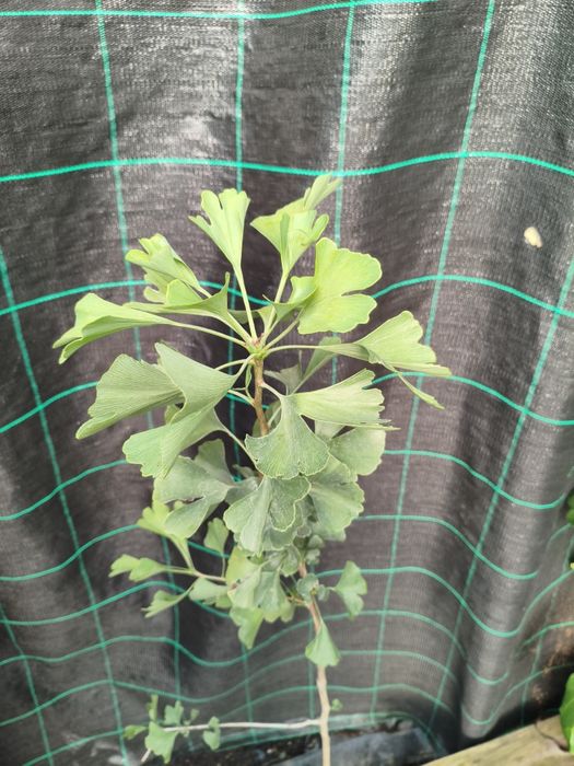 Ginkgo Biloba - planta em vaso