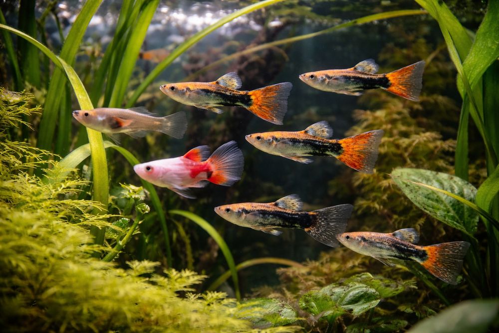 Sprzedam głupiki endlerta