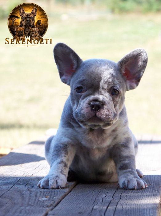 Buldog Francuski - samiec
