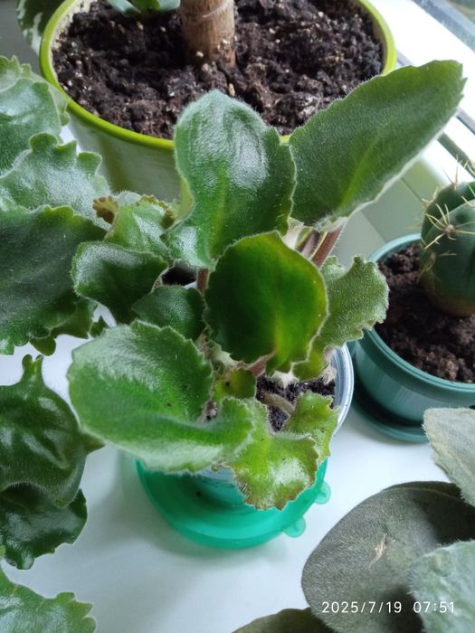 Продам деток фиалки кучерявая сиреневая