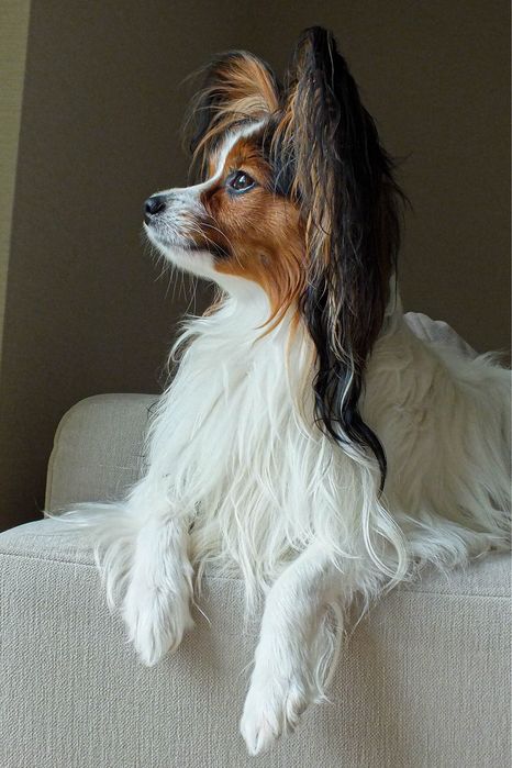 Papillon Spaniel Kontynentalny reproduktor ZKwP- FCI