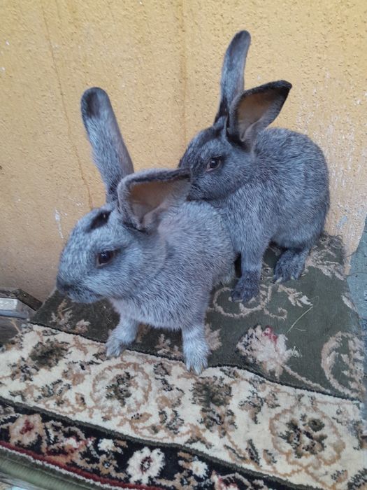 Продаю кролики велике європейське срібло вік 3 місяці вага 3 кг є самц