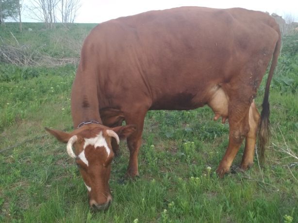 Продам крс на мясо на хозяйство