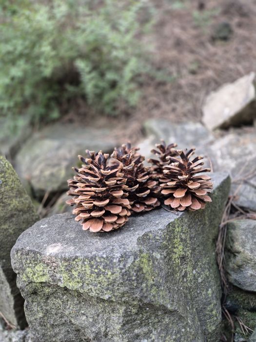 Szyszki sosnowe tegoroczne 6-9cm wysokości