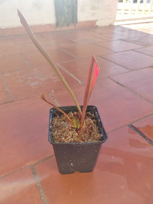 Sarracenia Leucophylla