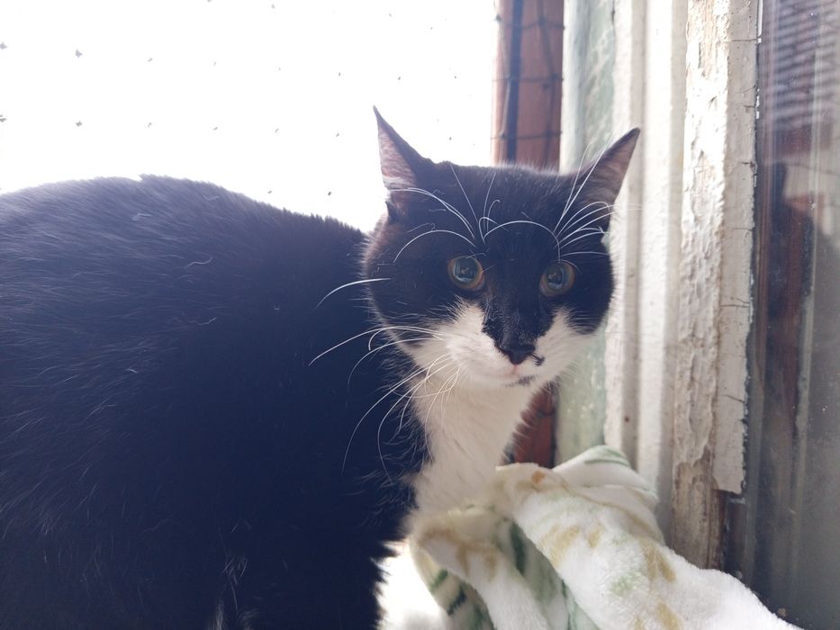 Drwal rozgląda się za domkiem