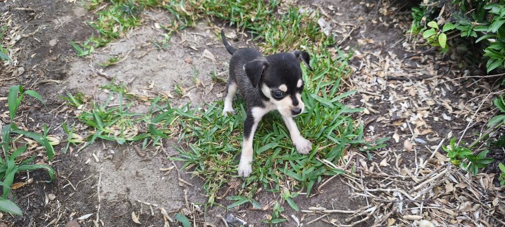 Pinscher pincher miniatura criado em ambiente familiar