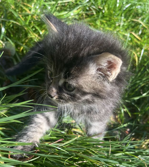 Кошеня Київський Шелкомур