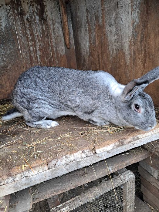 Кролі кролики кроленята